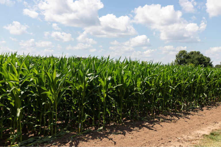 AgriNovus Indiana  
